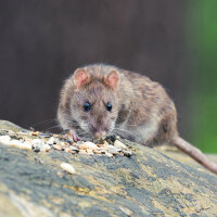 Schädlingsbekämpfung